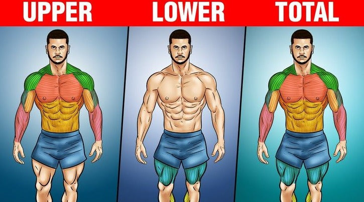 the bro split